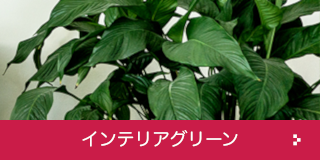 インテリアグリーン