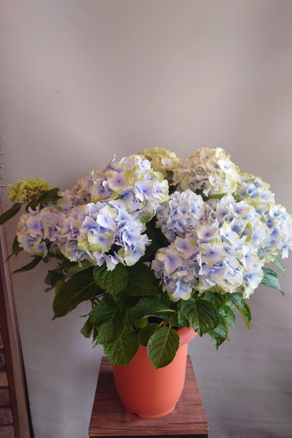 初夏の花　アジサイ入荷しました！