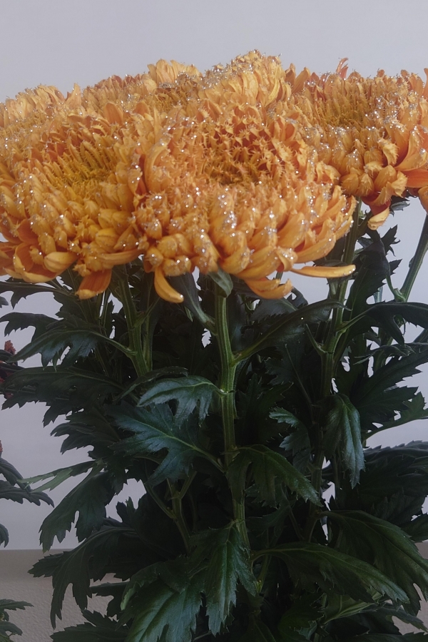 第46回花き品評会